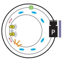 Etoile Platinum Whirlpool